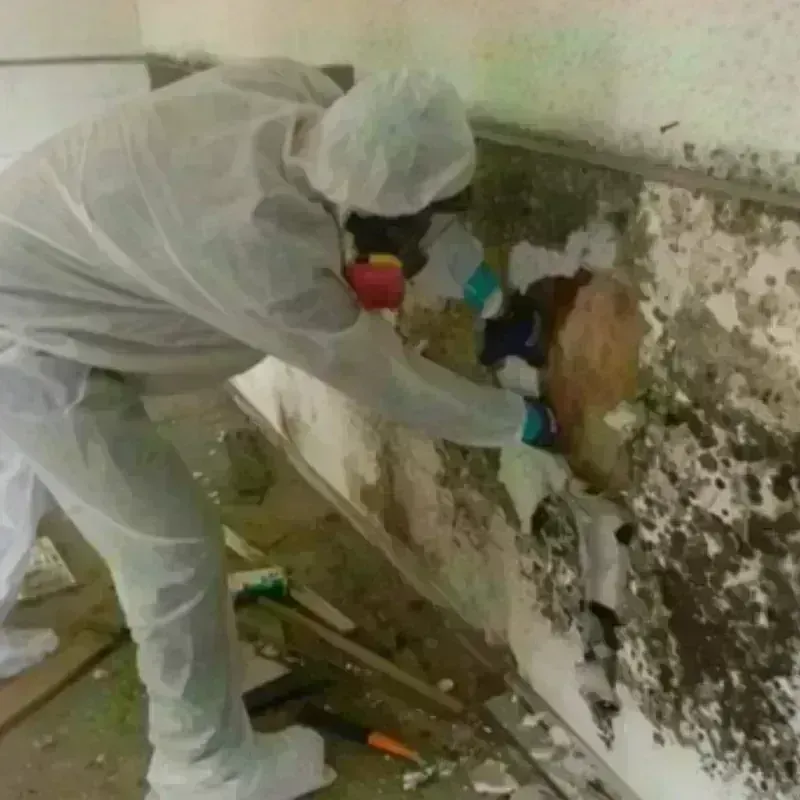 Mold Remediation and Removal in Neuse Forest, NC